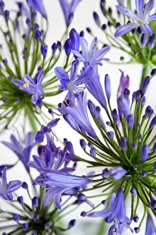 Umbel: Agapanthus africanus, Blue purple flowers on an