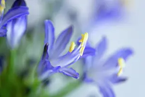 Flowerhead: Agapanthus africanus, Close view of blue purple