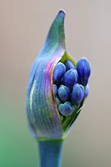 Flowerhead: Agapanthus africanus, Close view of blue purple