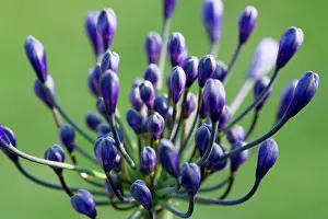 Opening: Agapanthus africanus, Close view of blue purple