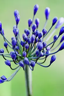 Opening: Agapanthus africanus, Close view of blue purple