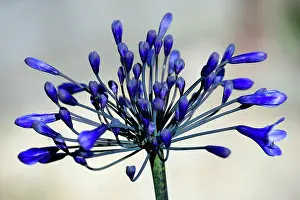 Opening: Agapanthus africanus, Close view of blue purple