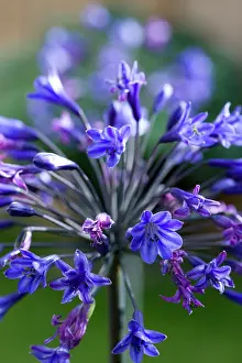 Opening: Agapanthus africanus, Close view of blue purple