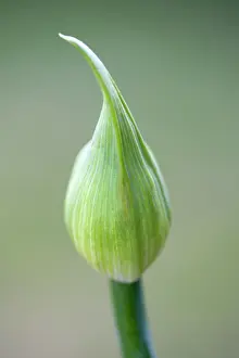 Opening: Agapanthus africanus, Close view of flower bud