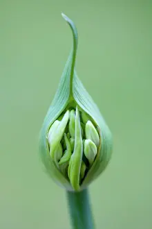 Flowerhead: Agapanthus africanus, Close front view of white