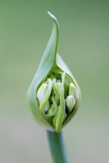 Opening: Agapanthus africanus, Close front view of white