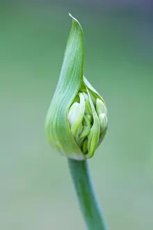 Flowerhead: Agapanthus africanus, Close side view of white flowers