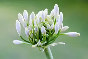 Opening: Agapanthus africanus, Close view of white flowers