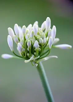 Opening: Agapanthus africanus, Close view of white flowers