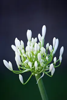 Opening: Agapanthus africanus, Close view of white flowers