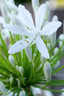 Opening: Agapanthus africanus, Close view of a white flowers