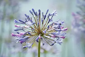 Flowerphotos: Agapanthus, Agapanthus Blue Heaven, Close view