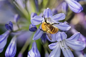 Bombus: Agapanthus, Agapanthus cultivar, Blue subject
