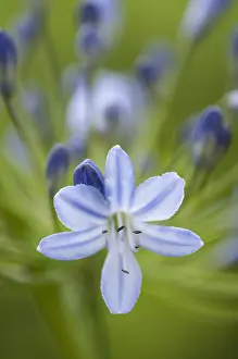 Cool: Agapanthus, Agapanthus cultivar, Blue subject