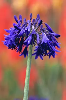 Agapanthus: Agapanthus Bressingham Blue