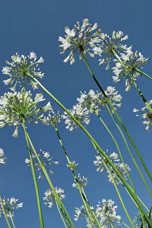 Agapanthus: Agapanthus Flowers