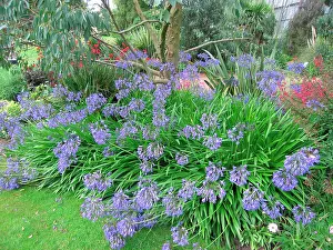 Agapanthus: Agapanthus in garden
