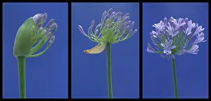 Agapanthus: Agapanthus, Studio shot of purple flower against