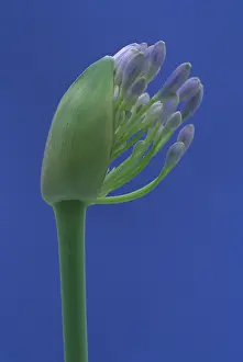 Agapanthus: Agapanthus, Studio shot of purple flower against