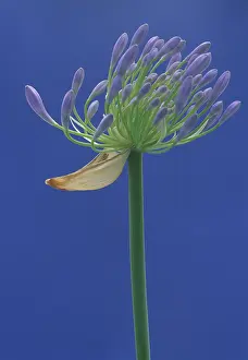 Agapanthus: Agapanthus, Studio shot of purple flower against