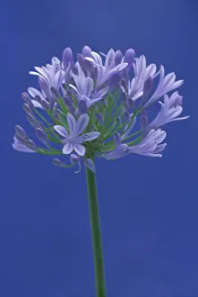 Blur: Agapanthus, Studio shot of single flower against