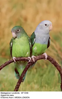 Lovebird: (Agapornis cana). Madagascar Lovebirds