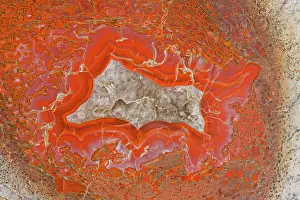 Agatized: Agatized Dinosaur Bone - Allosaur