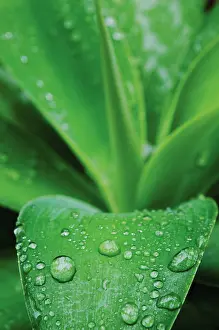 Agave: Agave