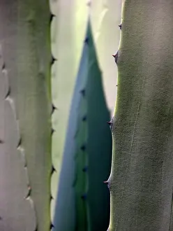 Unexplained: Agave