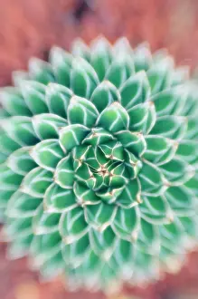 Agave: Agave