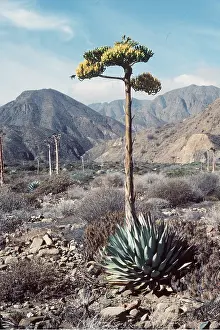 Agave: AGAVE