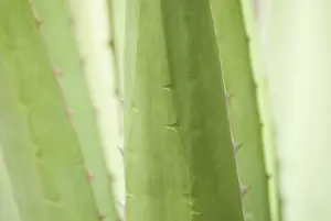 Silky: Agave