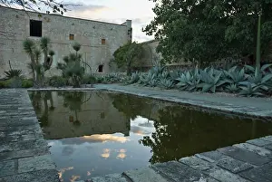 Imaginary: Agave