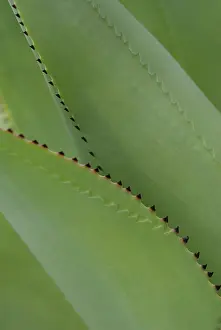 Layers: Agave