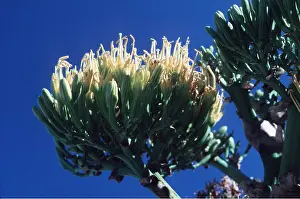 Agave: AGAVE