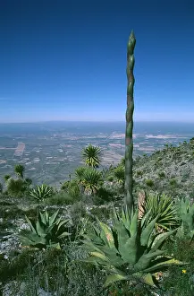 Agave: Agave