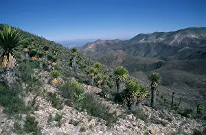 Agave: Agave