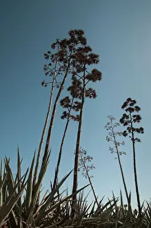 Agave: Agave