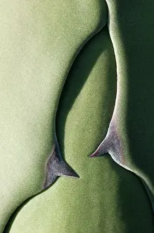 Aloe: Agave