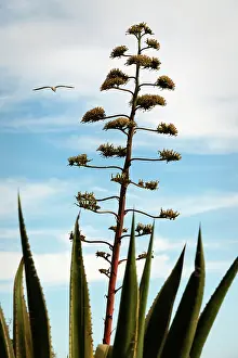 Agave: Agave