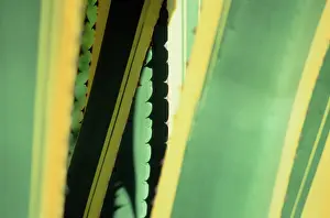 Marginata: Agave