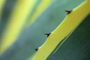 Marginata: Agave
