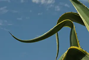 Marginata: Agave