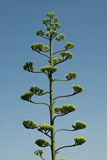 Marginata: Agave