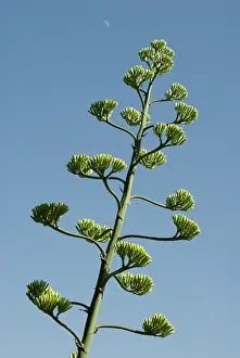 Marginata: Agave