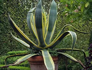 Marginata: Agave