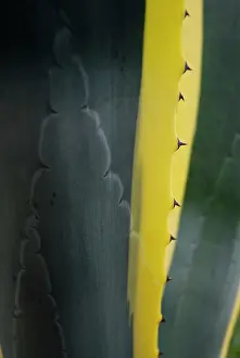 Marginata: Agave
