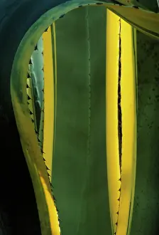 Marginata: Agave