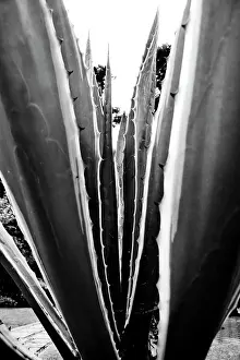 Marginata: Agave