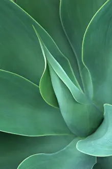 Agave: Agave